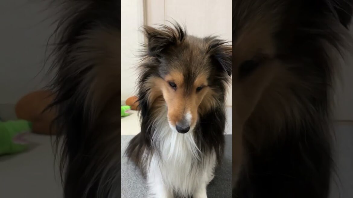 寒い日にお家で犬と遊ぶ【愛犬シェルティ キキvlog】 #シェルティ #犬 #飼う