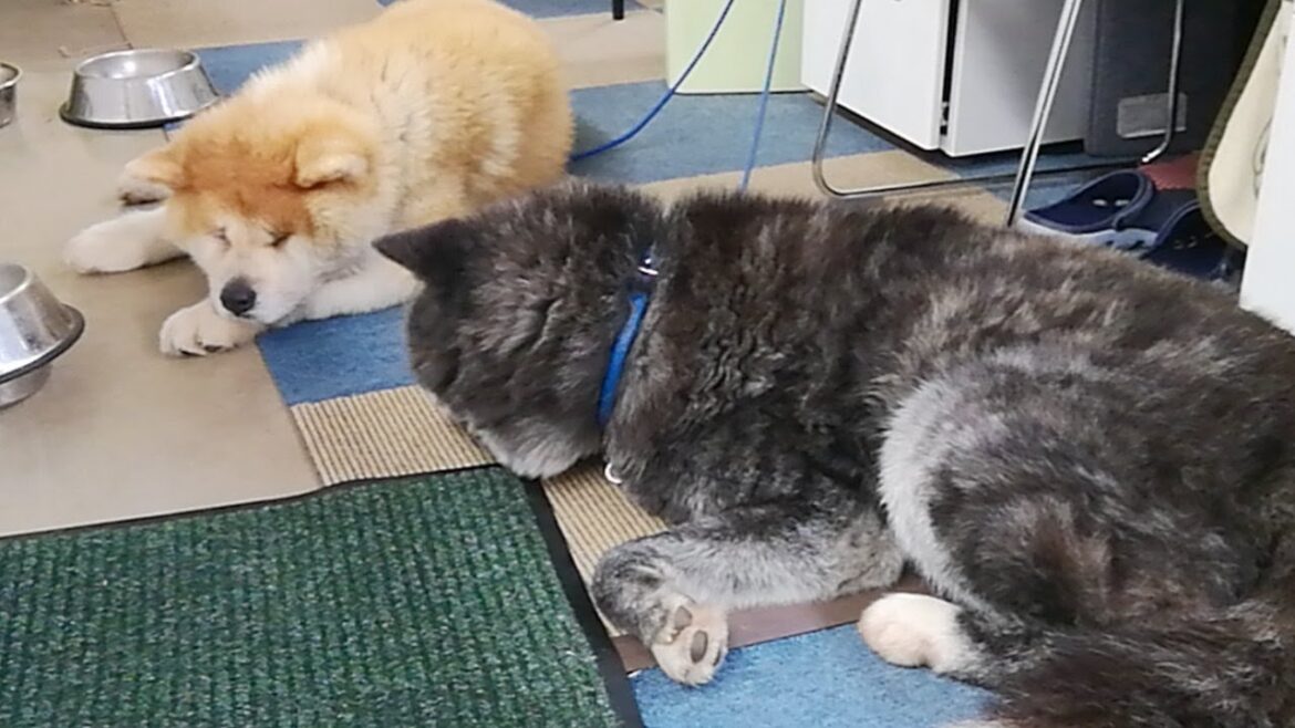 秋田犬会館配信！