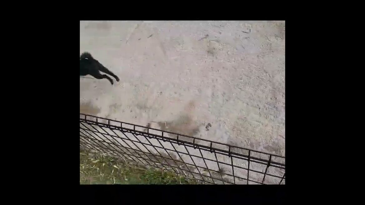 スキッパーキ 世界最高の室内番犬👿飼い主さんは覚悟してね♥️
