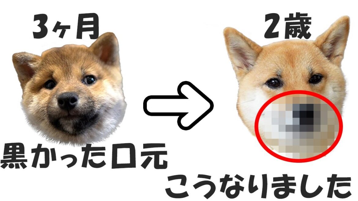 『泥棒顔の柴犬』子犬の口元の黒色が消えるのか・・・・お答えします 『泥棒顔の柴犬』子犬の口元の黒色が消えるのか・・・・お答えします