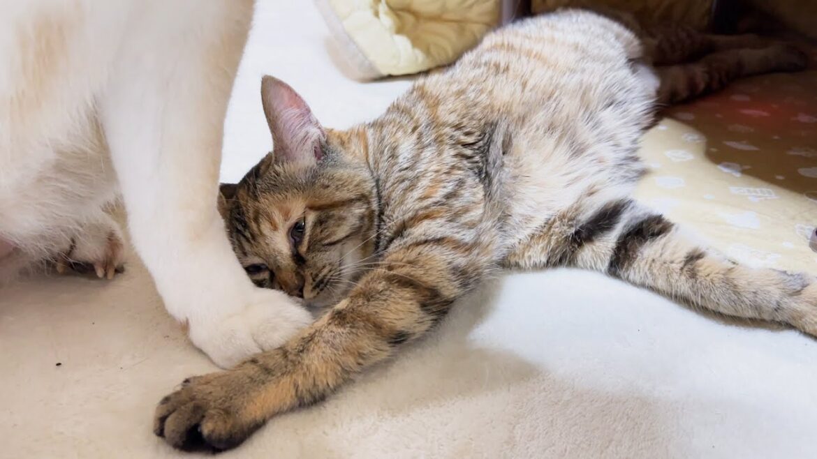 柴犬が部屋の真ん中でくつろいでいると次から次へと入れ替わり猫たちが甘えにきます