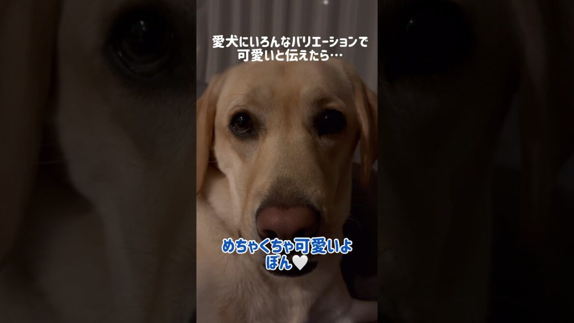 愛犬にいろんなバリエーションで可愛いと伝えたら…★#shorts #ラブラドールレトリバー #labradorretriever #dog #癒し #可愛い #cute