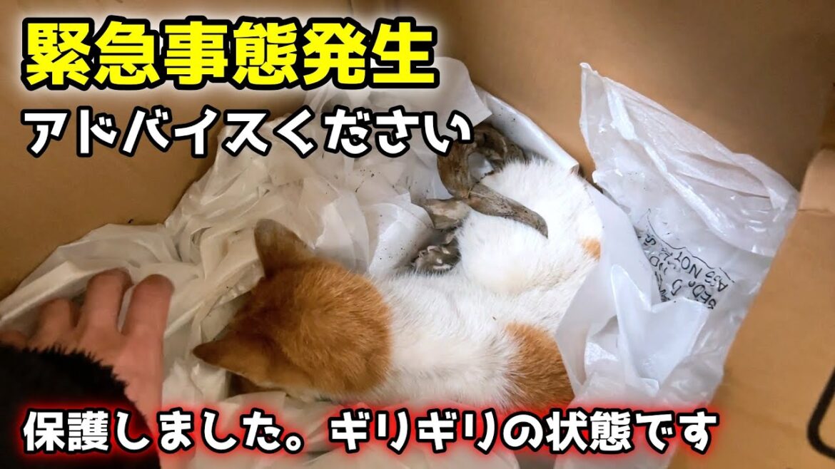 瀕死の猫を保護しました【甲斐犬一休と猫のしずく】 瀕死の猫を保護しました【甲斐犬一休と猫のしずく】
