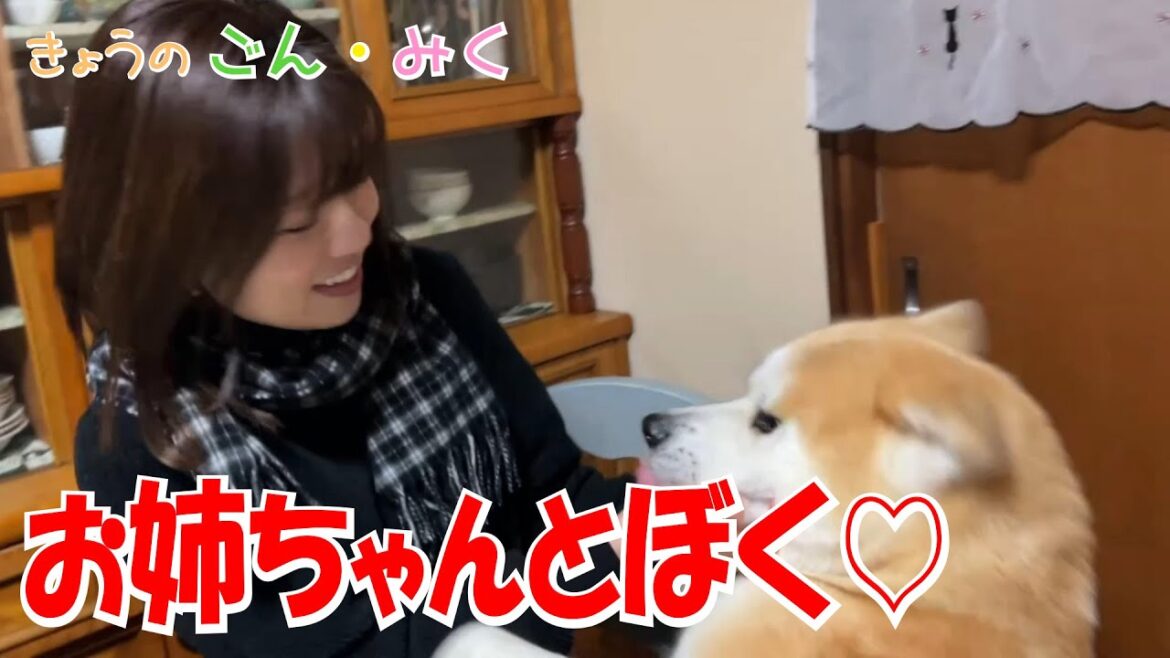 お姉ちゃんとぼく♡　今日のごん・みく♡　秋田犬【ごん・みく チャンネル】