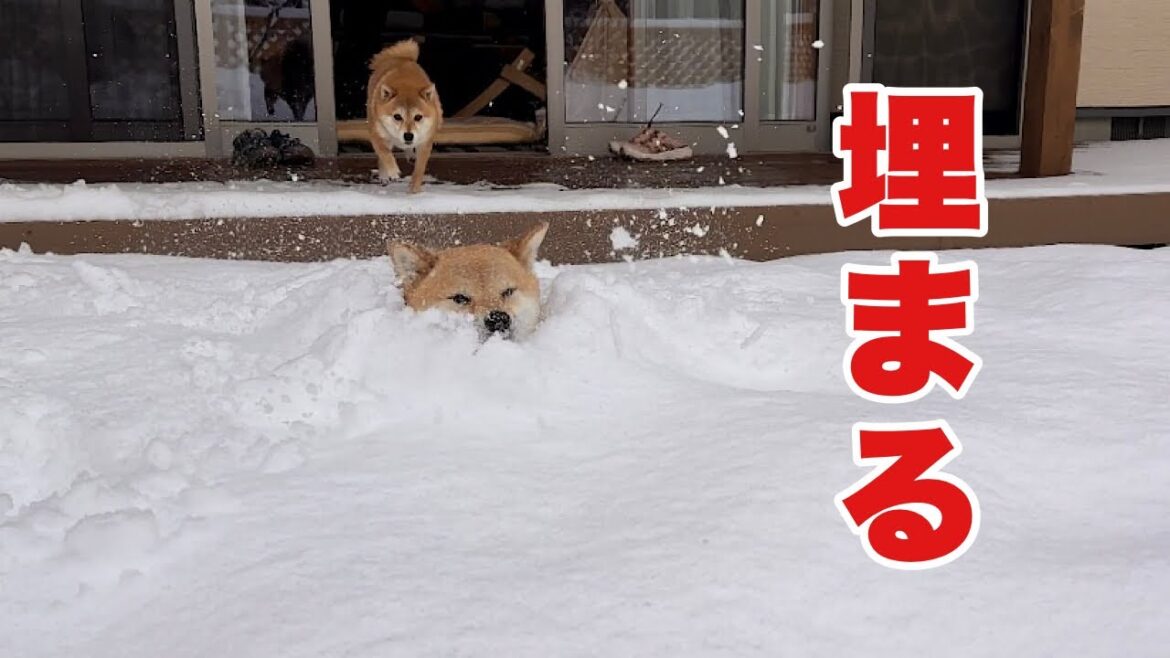 大雪で雪のプールと化したお庭にダイブしたら溺れかけた柴犬が可愛い