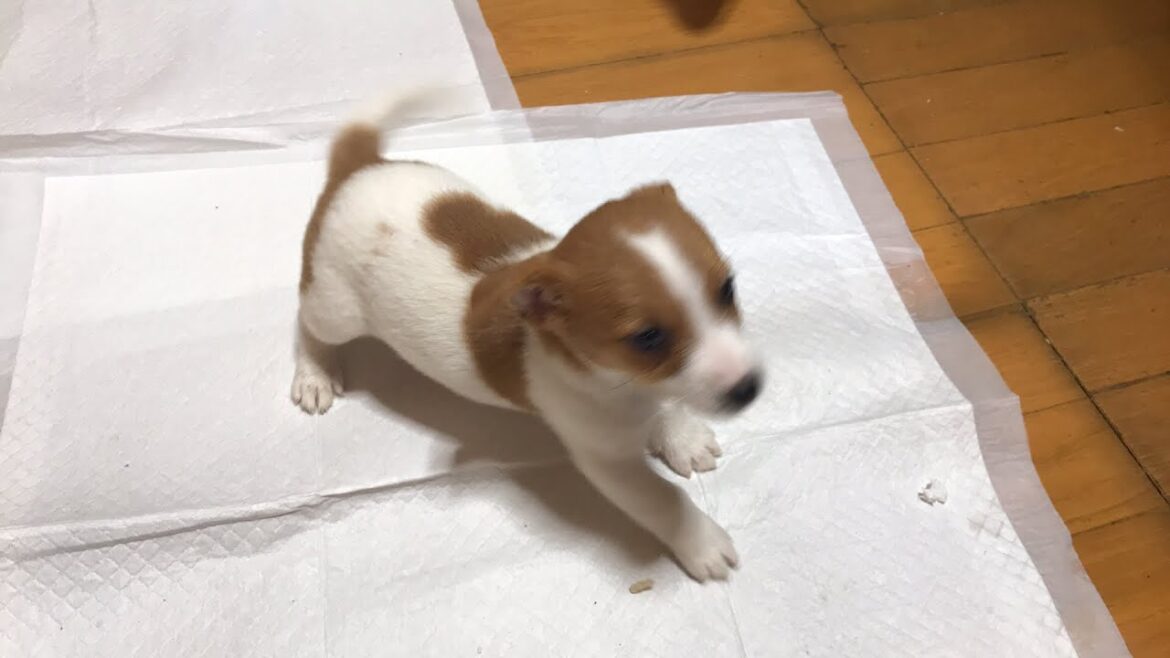ジャックラッセルテリアのにくきゅう/JRT nikuQ がライブ配信中！