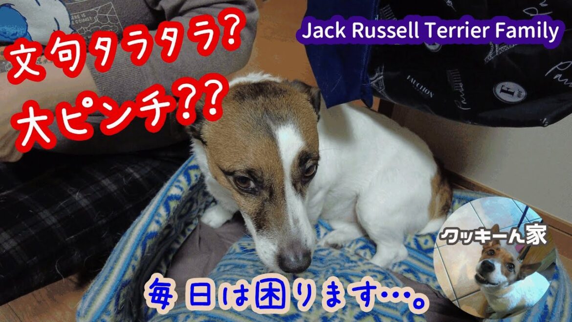 【ジャックラッセルテリア】文句を言いながら歯磨きをするカカオ【多頭飼い】【ペット　dog】