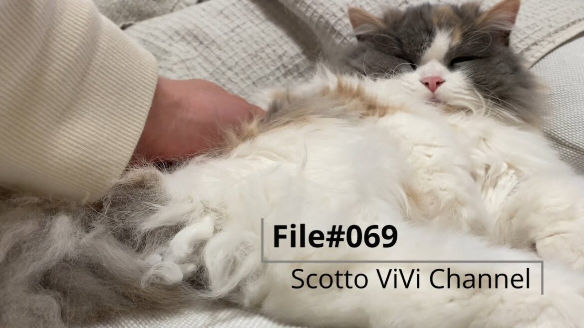 File#069〜家で態度のでかい長毛スコティッシュフォールドがこちら〜 File#069〜家で態度のでかい長毛スコティッシュフォールドがこちら〜