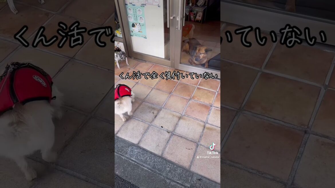 くん活に夢中で、苦手な犬族が目の前にいるのに気付かないケアンテリアとパグのハーフ犬。 #cairnterrier  #pug  #ハーフ犬