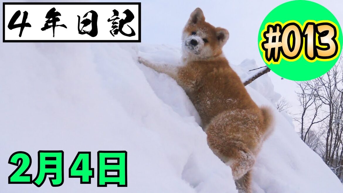 ★４年日記★〖＃13〗 秋田犬の成長の記録 ２月４日 【びしゃもん】