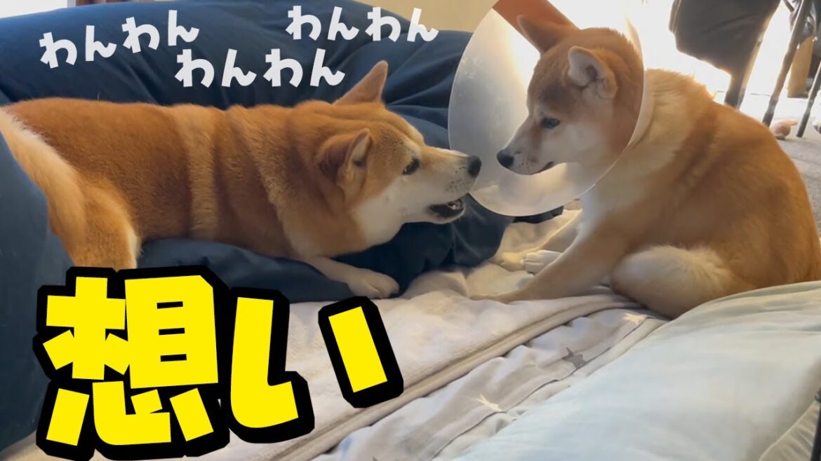 退院した妹犬に犬語で一生懸命に想いを伝える姉柴犬…姉妹の絆に感動しました