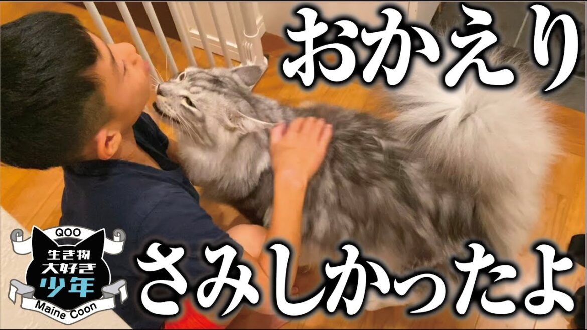 【メインクーン】寂しがりやの大型猫が長い留守番の後に甘えてくる姿が泣けた。甘えん坊少年と面倒見の良い大型猫との日常