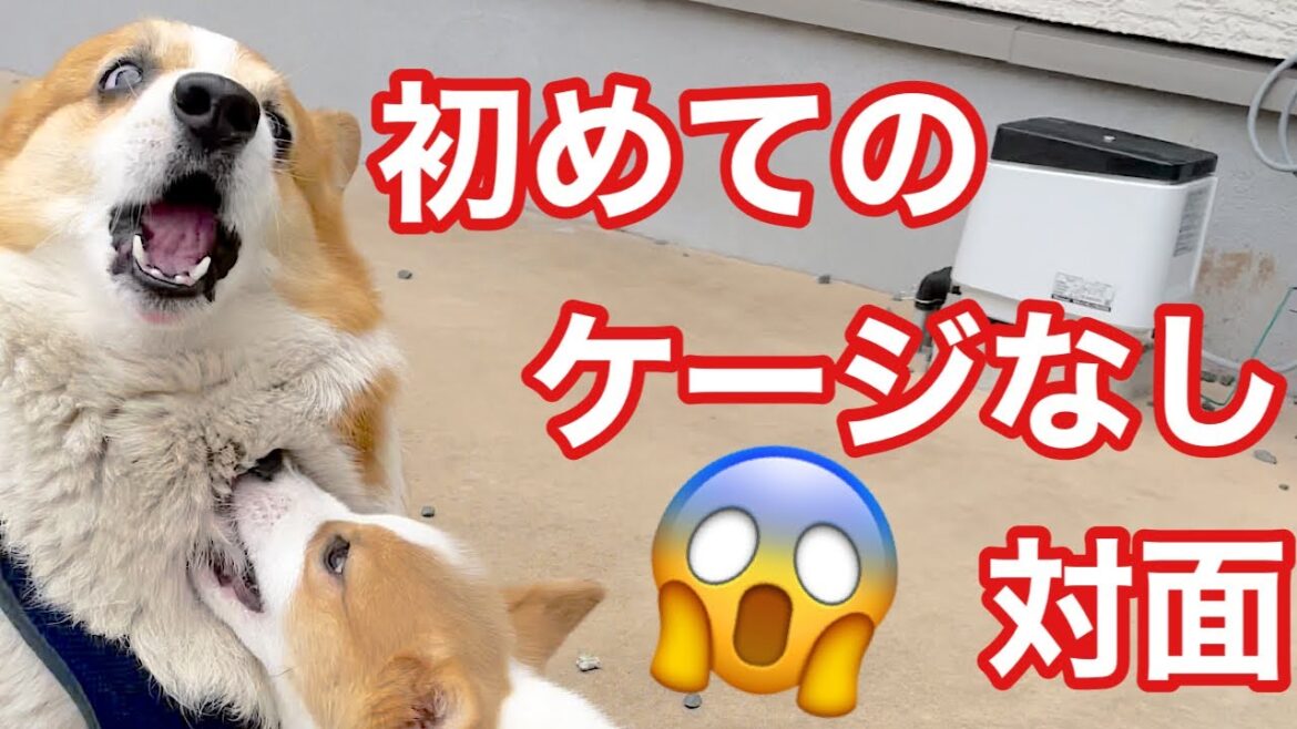 【コーギー子犬】初めてのケージなし対面‼︎【コーギー犬】#Shorts