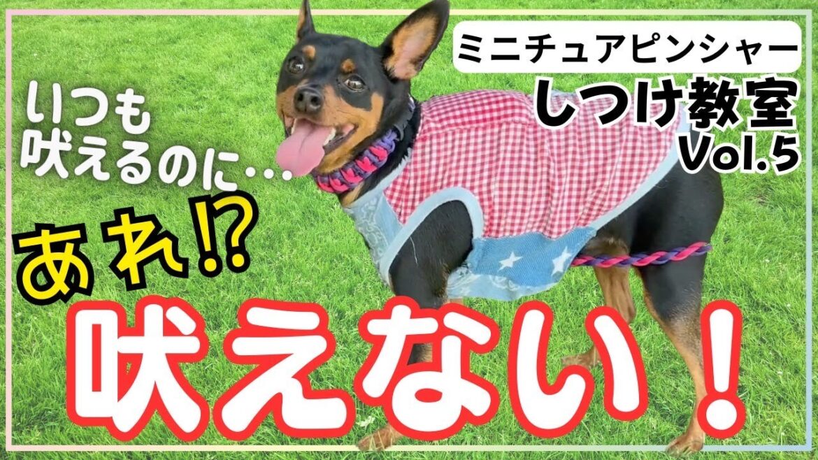 【犬しつけ】【ミニチュアピンシャー】お散歩中に人や犬などを見ると吠えまくるワンちゃんとお散歩練習！！
