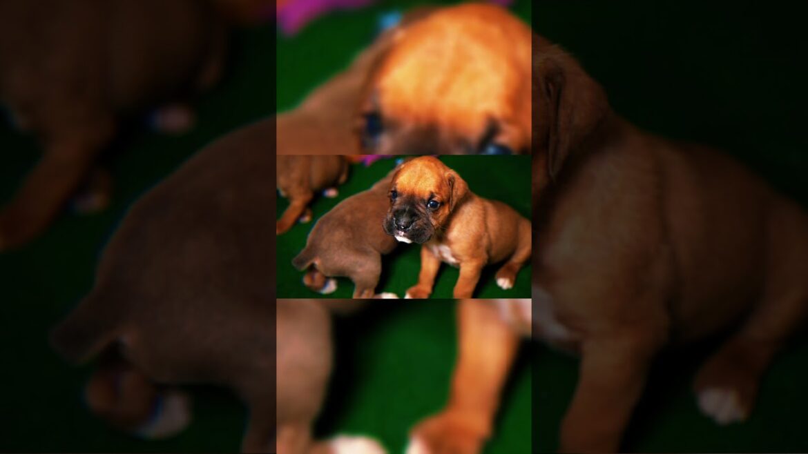 Datos Curiosos de los Bóxer . #boxerdog  #consejosveterinarios   #perroboxer #caninos #mascotas