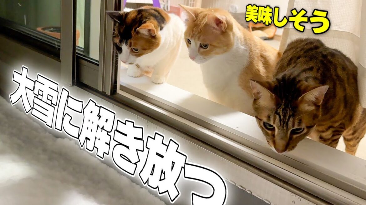 大雪が降ったので猫たちを外に解き放ったら頭に雪が積もりましたwww