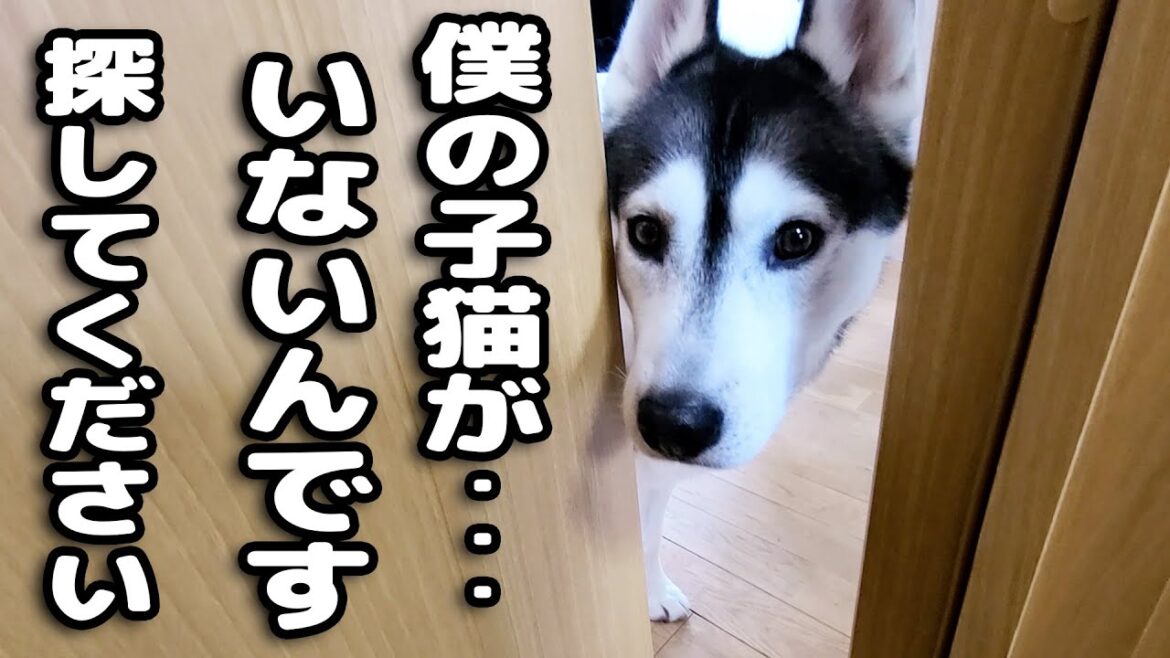 最愛の子猫が脱走したと思い必死で探すハスキー犬がこちら… 最愛の子猫が脱走したと思い必死で探すハスキー犬がこちら...
