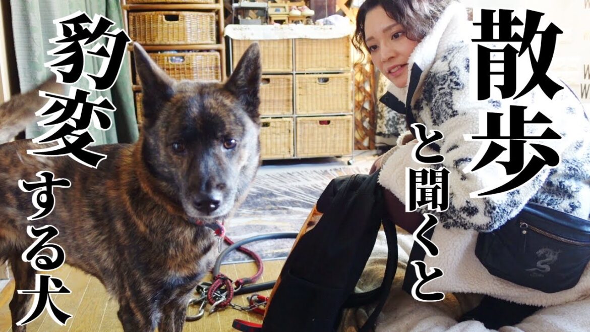 「散歩」と聞くと嬉しくて舞い上がる甲斐犬！【柴犬・甲斐犬】
