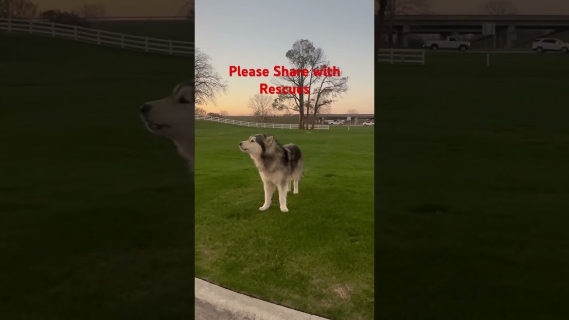 Abandoned Husky needs help #shorts #dogrescue #huskylovers Abandoned Husky needs help #shorts #dogrescue #huskylovers