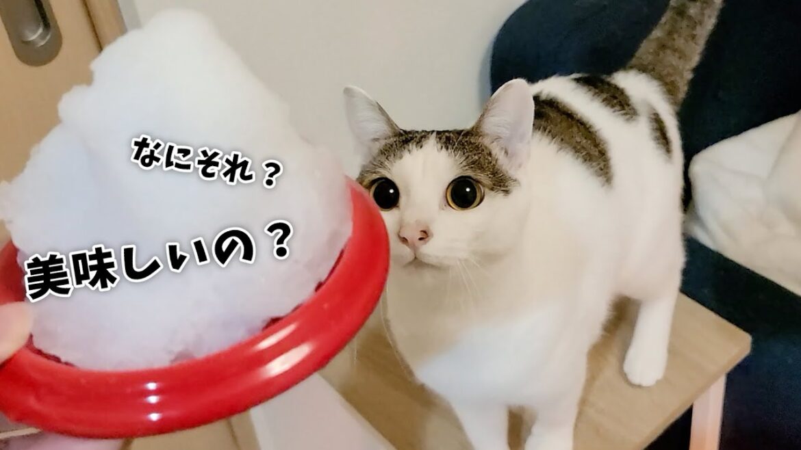 初めて雪を見た猫の反応がこちらです 初めて雪を見た猫の反応がこちらです