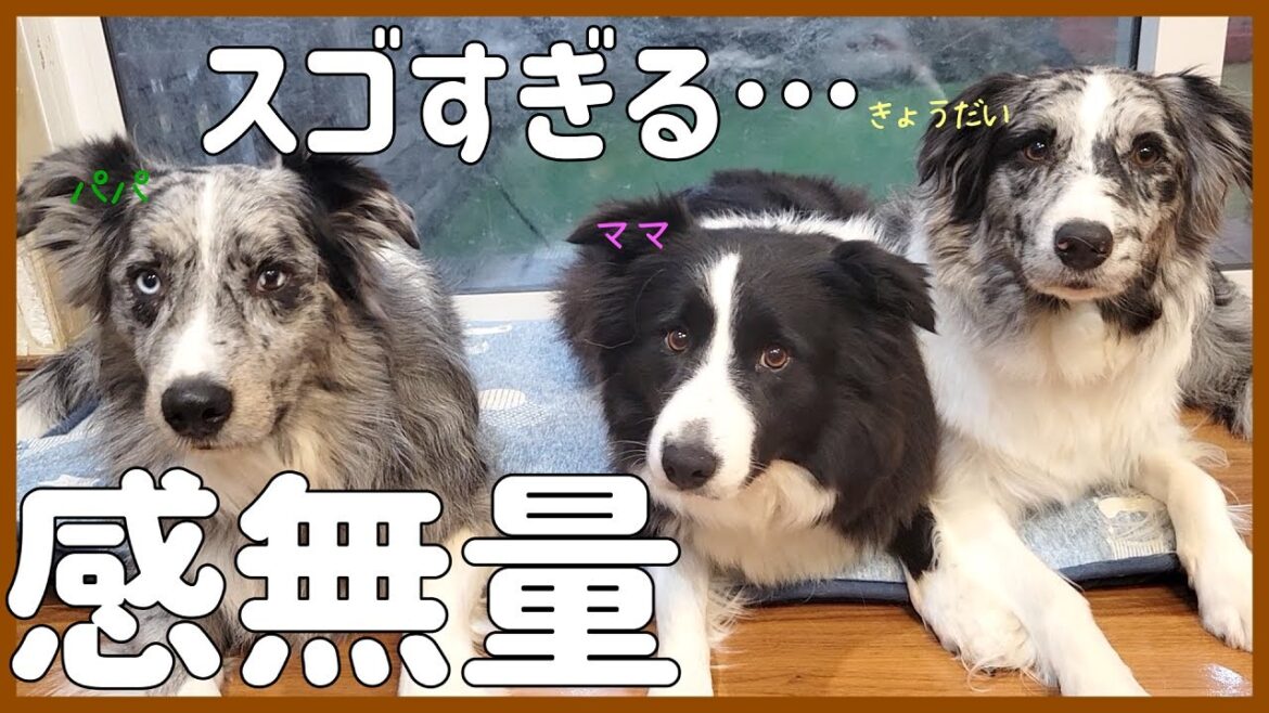 巣立った子たちの活躍が凄すぎて感無量😭活力まで頂きました♪【ボーダーコリー】