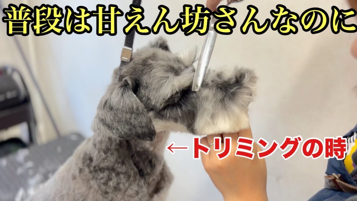ミニチュアシュナウザーのトリミングの時と普段のギャップが激しい!?(ロコくん) ミニチュアシュナウザーのトリミングの時と普段のギャップが激しい!?(ロコくん)