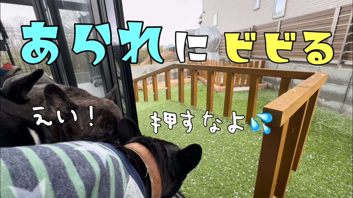 【半日密着】フレブル6兄弟の何気ない1日ってこんな感じ