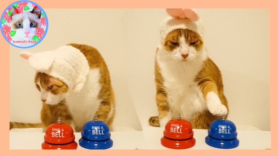 シャッフルゲームやる気満々の猫だったのに練習をすると…(練習2回目)  Cat practicing shuffle game