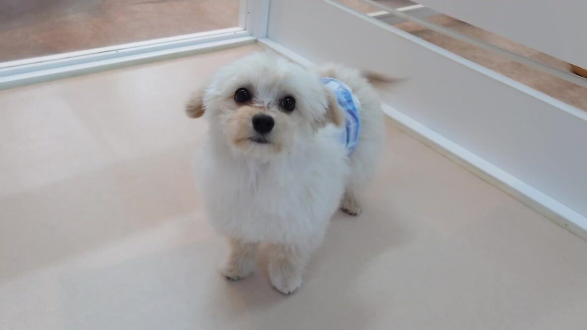 羊さんみたいなチワプーが来たんだよ　🐶ひみつきちなう！①🐶  2024年2月6日