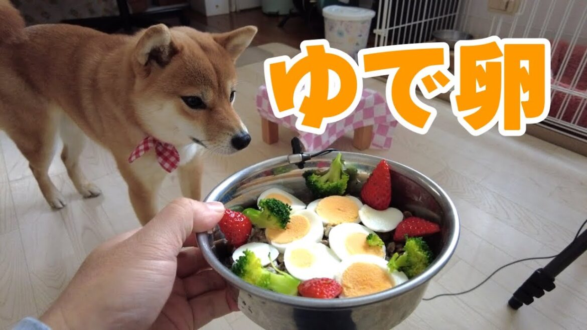 【柴犬小夏】ゆで卵を目一杯ご馳走してみました