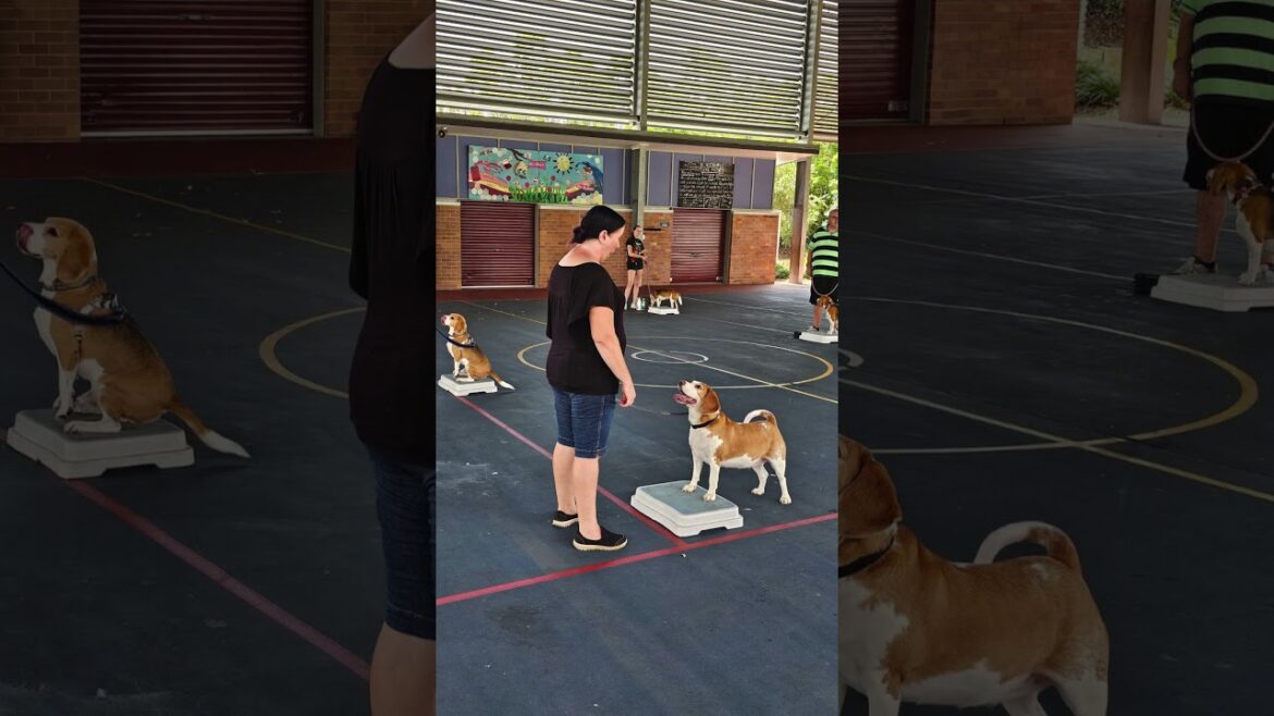 Beagle walking obedience training #dog #dogtraining #beagle #dogtrainer #dogobedience