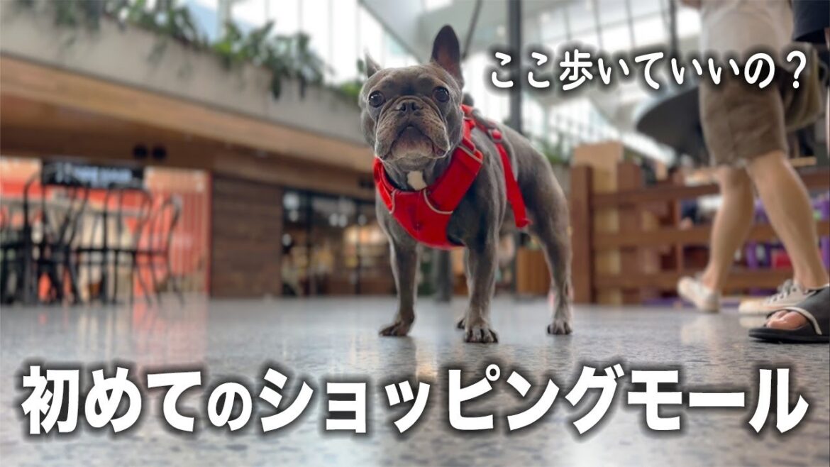 オーストラリアのショッピングモールにフレブルを連れて行くと起こること【海外の反応】