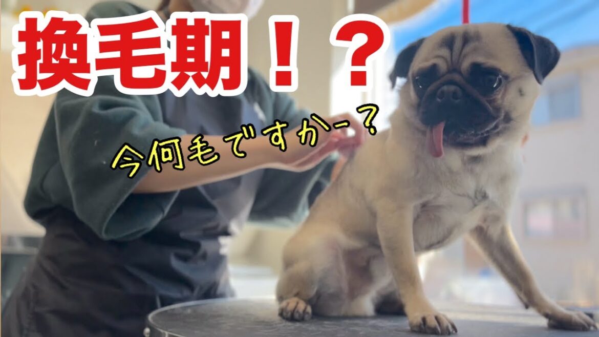 換毛期のパグ！？（パグたろう）