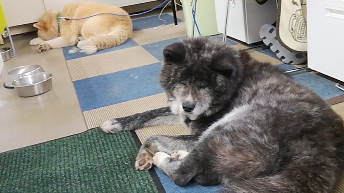 秋田犬会館配信！