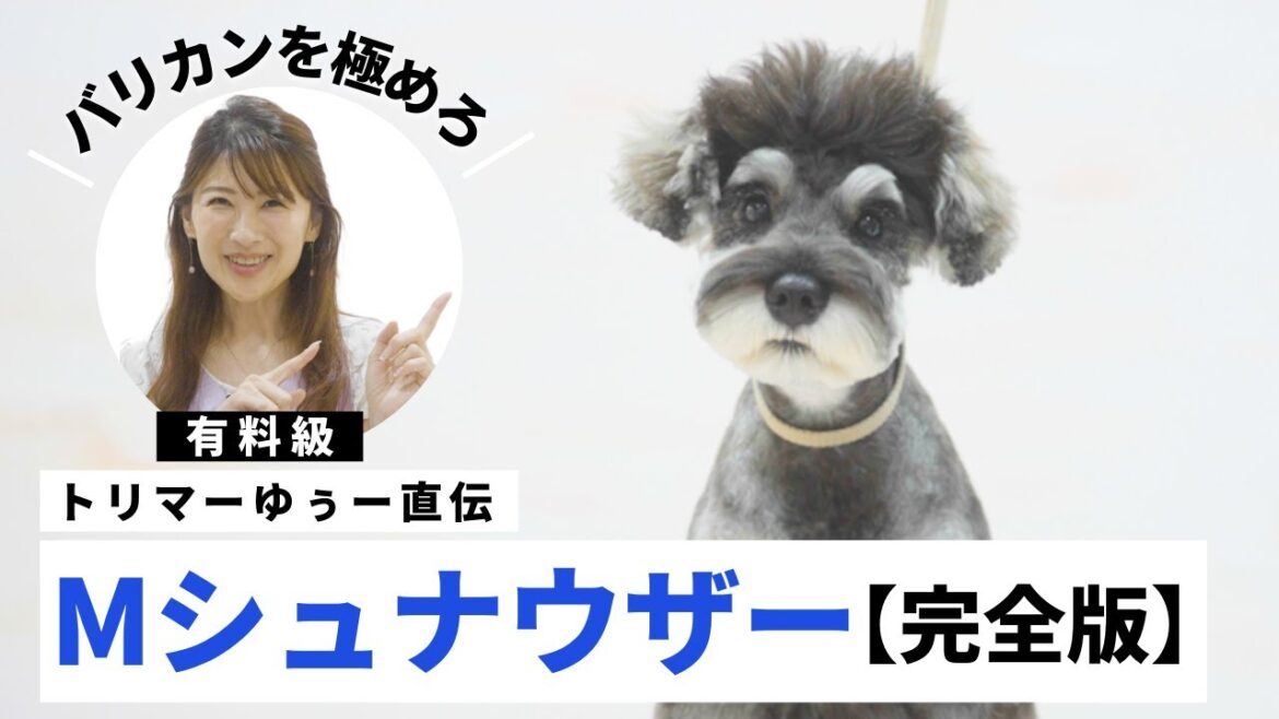 【完全保存版】トリマー必見！ゆぅー直伝 ミニチュアシュナウザーのトリミング解説