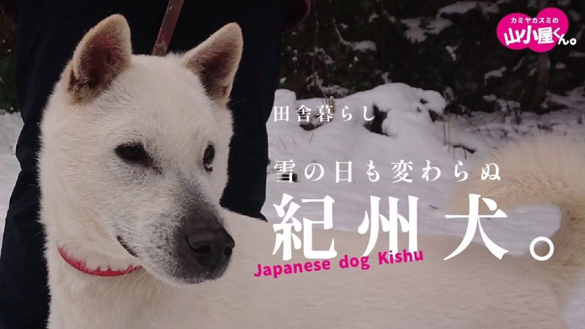 【紀州犬】雪の日は、もう少し楽しめよー。 日本犬/田舎暮らし/紀州犬もも子 【紀州犬】雪の日は、もう少し楽しめよー。 日本犬/田舎暮らし/紀州犬もも子