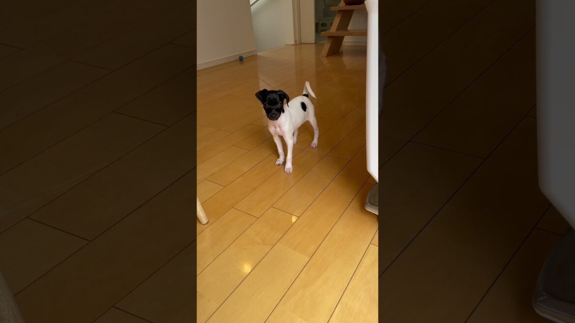 ★行っちゃうんか〜い★ #shorts #dog #en_dog #japanesedog #japaneseterrier