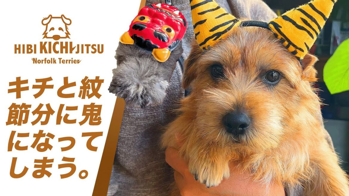 愛犬キチ 紋と一緒に節分で鬼になる【ノーフォークテリア  norfolkterrier  犬 dog 】 愛犬キチ 紋と一緒に節分で鬼になる【ノーフォークテリア  norfolkterrier  犬 dog 】