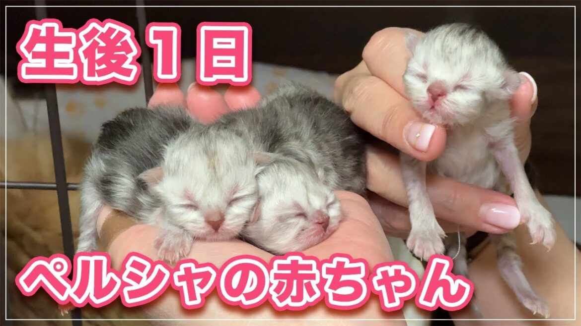 ペルシャ猫の赤ちゃん生後１日だと○○も出来ないの？！