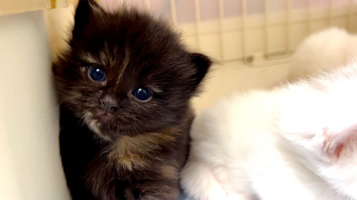 【マンチカンの子猫】子猫の瞳がビー玉みたいに綺麗な件 ～猫のいる生活Vol.885～出産動画 マンチカン短足・ミヌエット・ペルシャ猫専門ブリーダー『ペット蔵人』【子猫の成長記録】