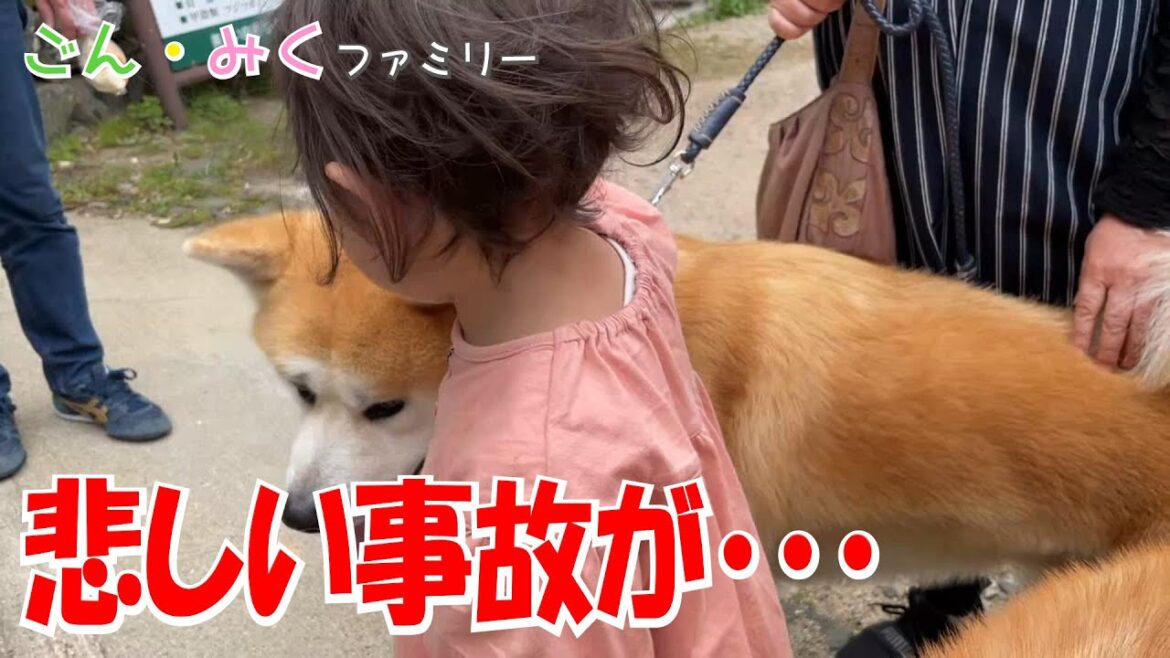 「悲しい事故が・・・」その時・・・どうしたら??? お母さんの独り言…  秋田犬【ごん・みく チャンネル】 「悲しい事故が・・・」その時・・・どうしたら??? お母さんの独り言…  秋田犬【ごん・みく チャンネル】