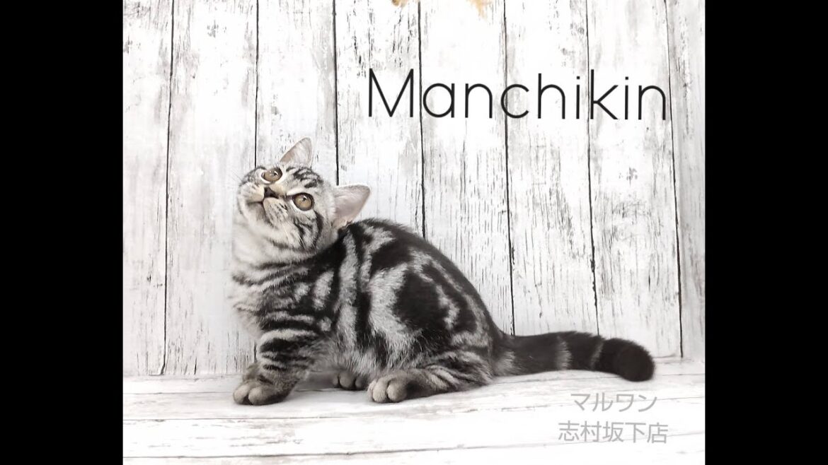 【マンチカン】生後三ヶ月☆アメショー柄の可愛らしいマンチカン♡