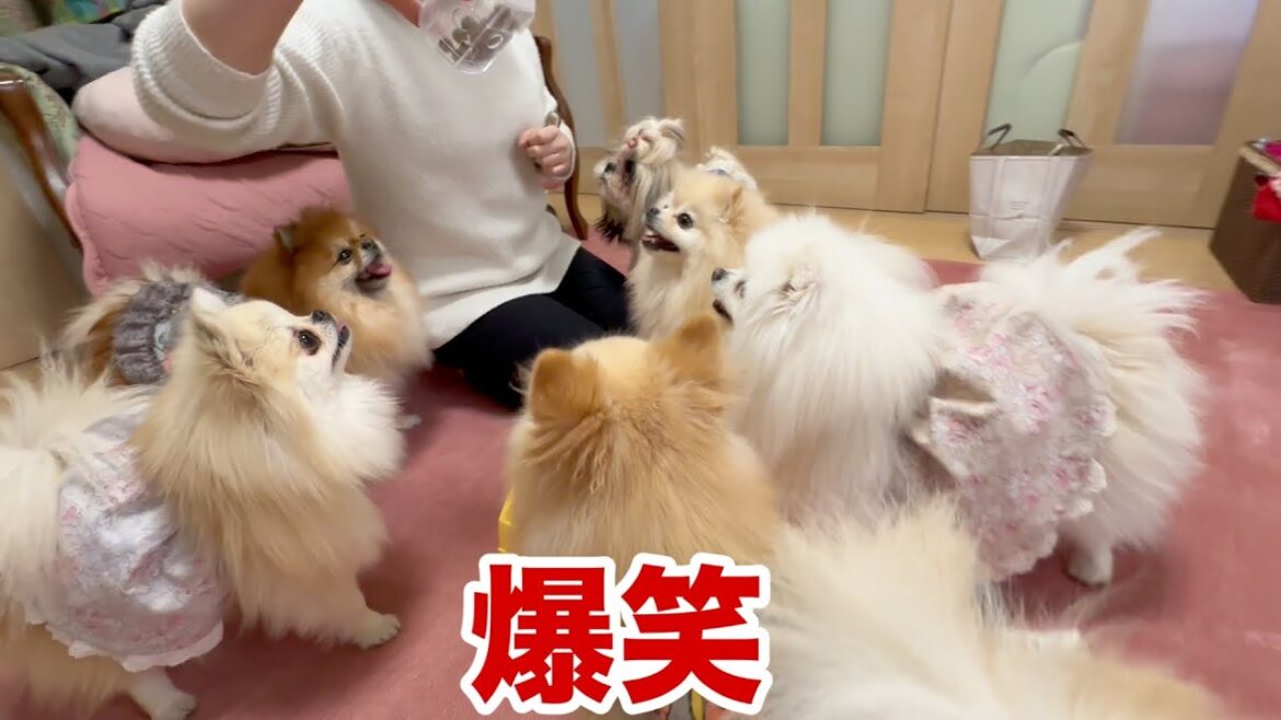 ポメラニアン達の前にでるでる自販機を置いたらこうなりました笑