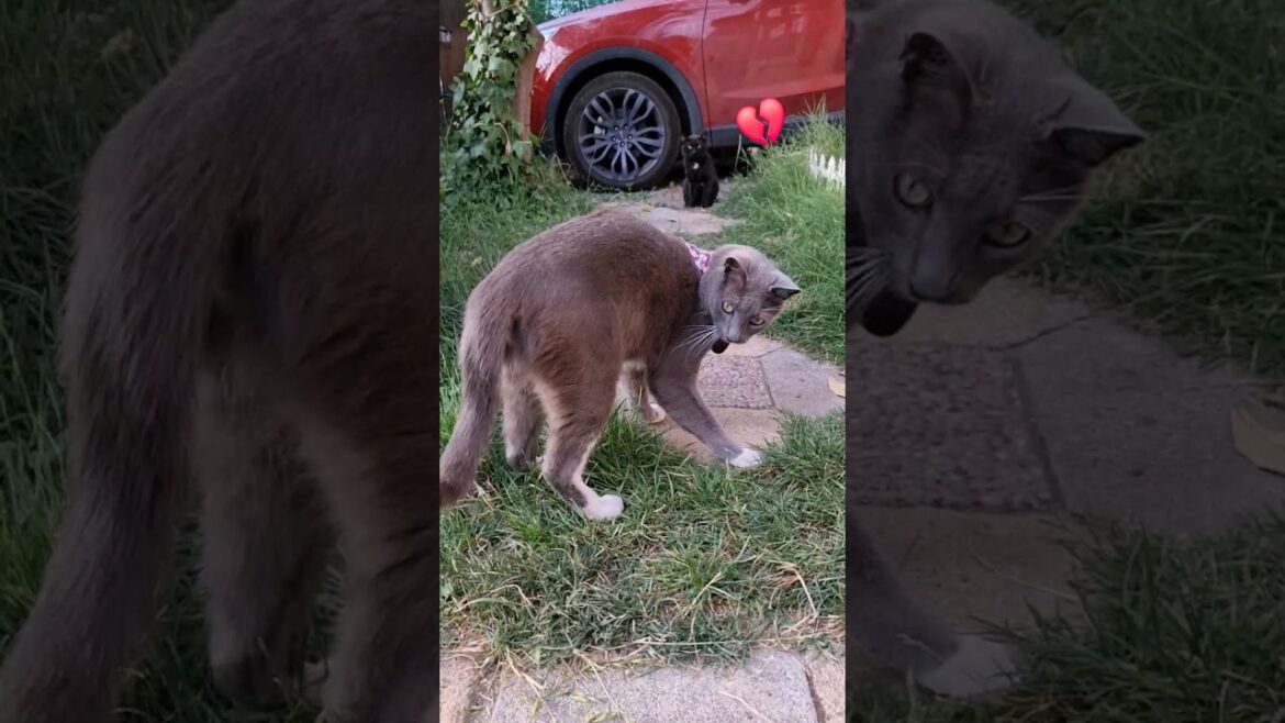 Me engañasteee 💔 #catlover #funnycat #cat #gatos #shorts #azul #korat #britishshorthair