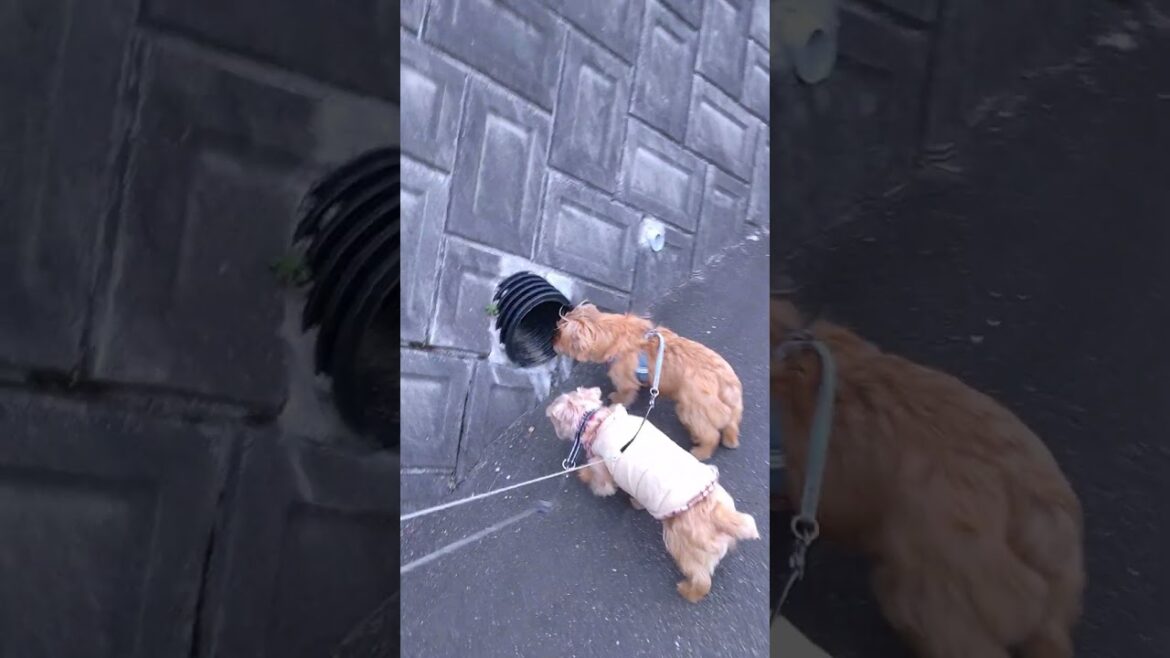 【ノーフォークテリア】テリアの習性　その１