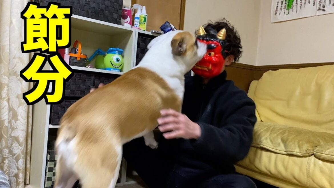 節分の日！鬼より団子のブルドッグ！
