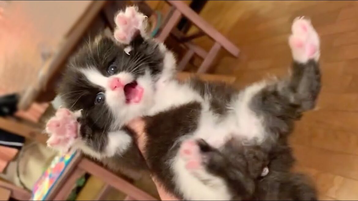 保護した赤ちゃん猫の精一杯の「がおー！」 #shorts