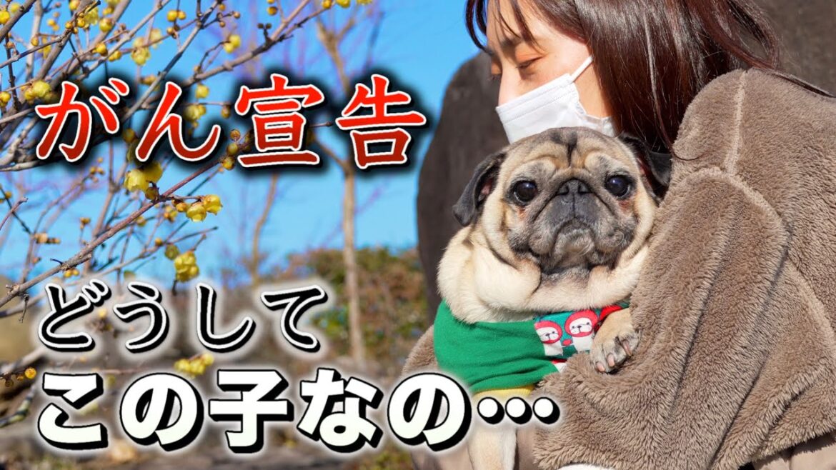 【３つの悪性腫瘍】が見つかりました…/※閲覧注意 腫瘍を公開します/保護犬パグとの暮らし/PUG LIFE