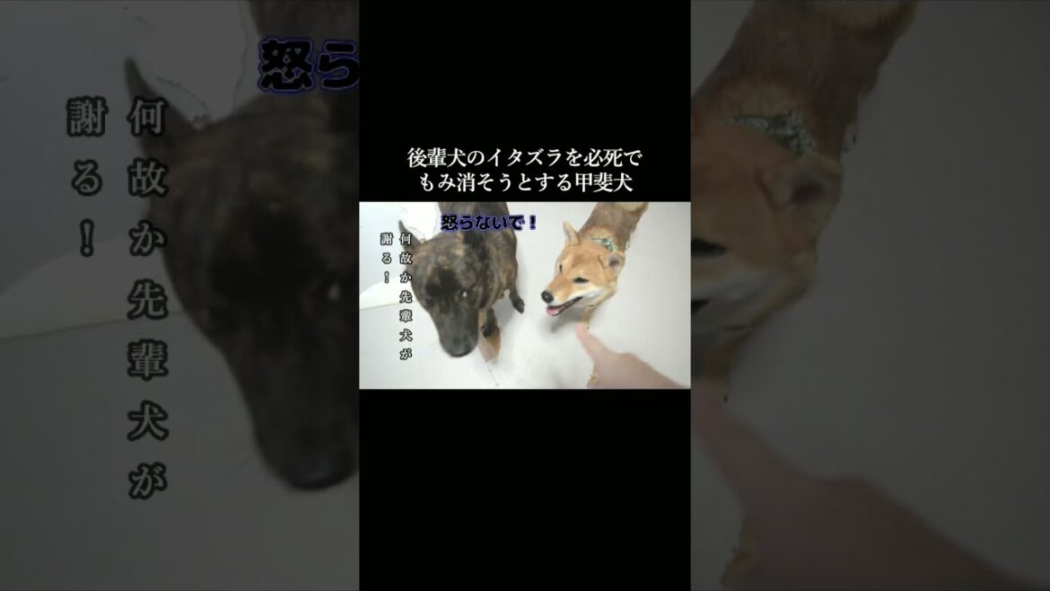 柴犬のイタズラで怒り狂う主を必死に宥める甲斐犬！！ #甲斐犬 #柴犬 #youtubeshorts