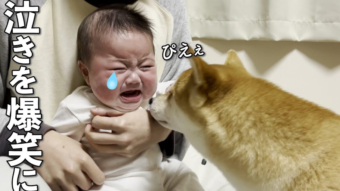 泣いてる赤ちゃんを爆笑させる柴犬のあやし方